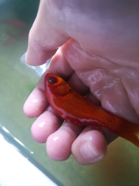 il mio pesce rosso