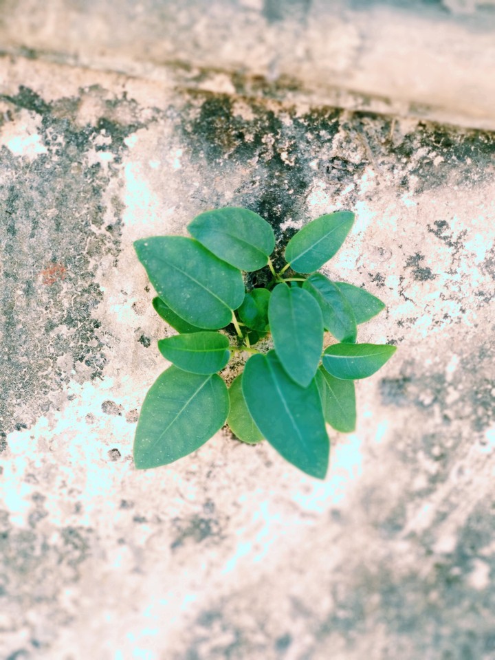 leaf