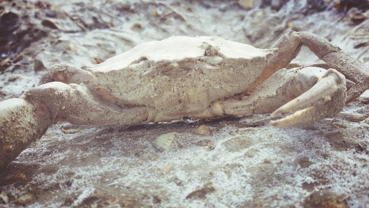 Crab