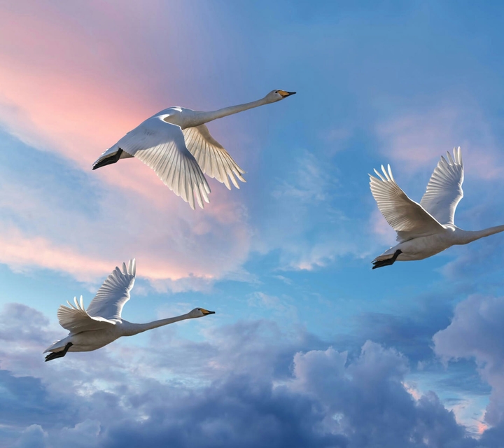 fly birds