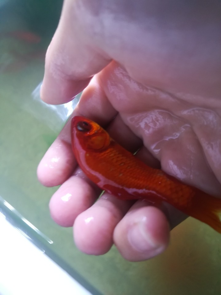 il mio pesce rosso