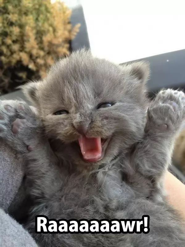 kitten