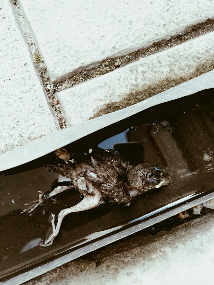 We all will die