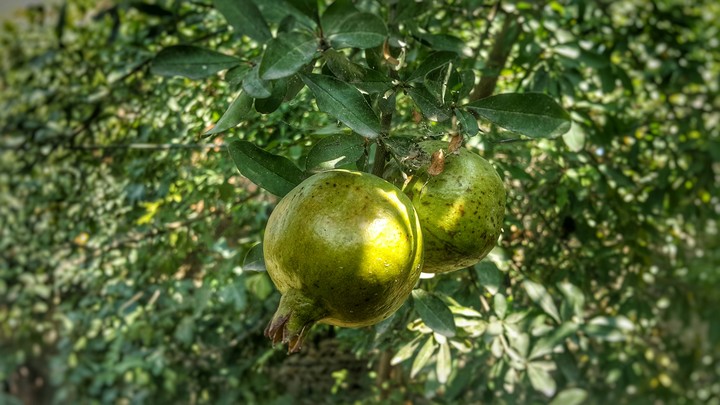 Pomegranate اَنار