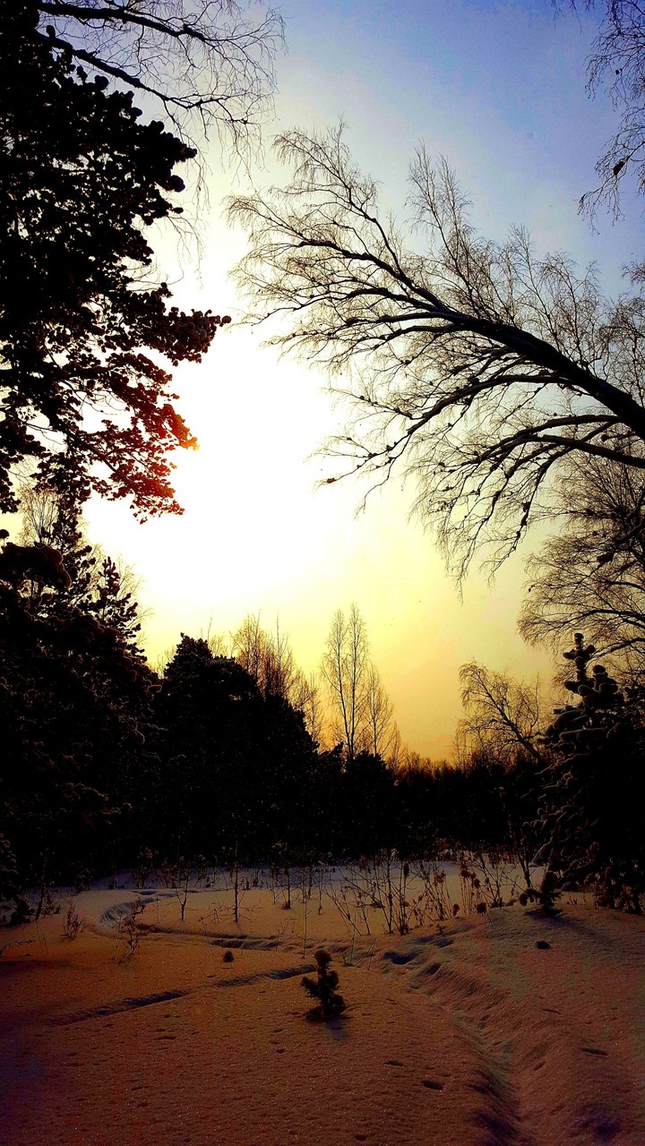Forests of Siberia
