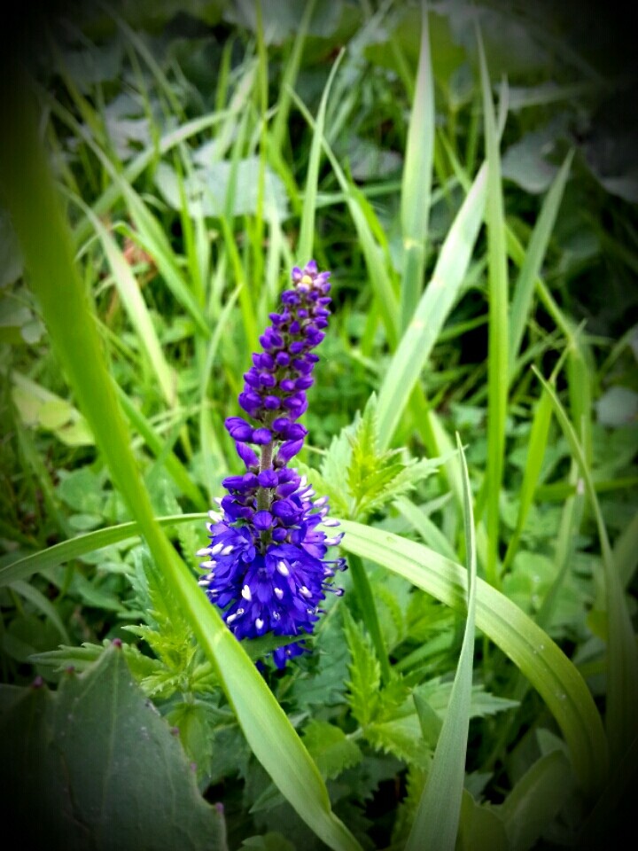i like this flowers so much