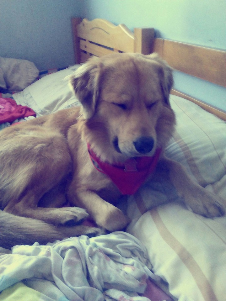 Dog Sleep