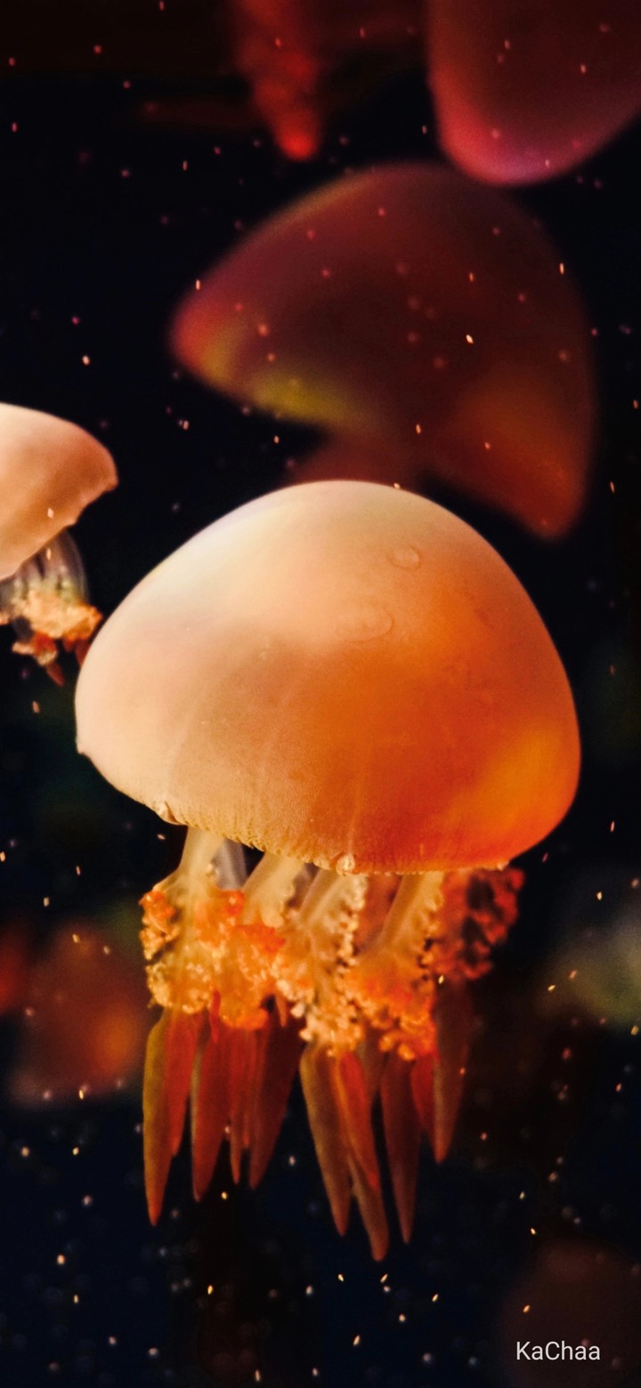 jellyfish