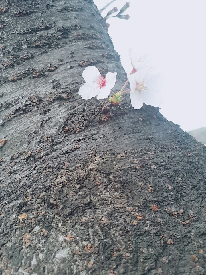 벚꽃