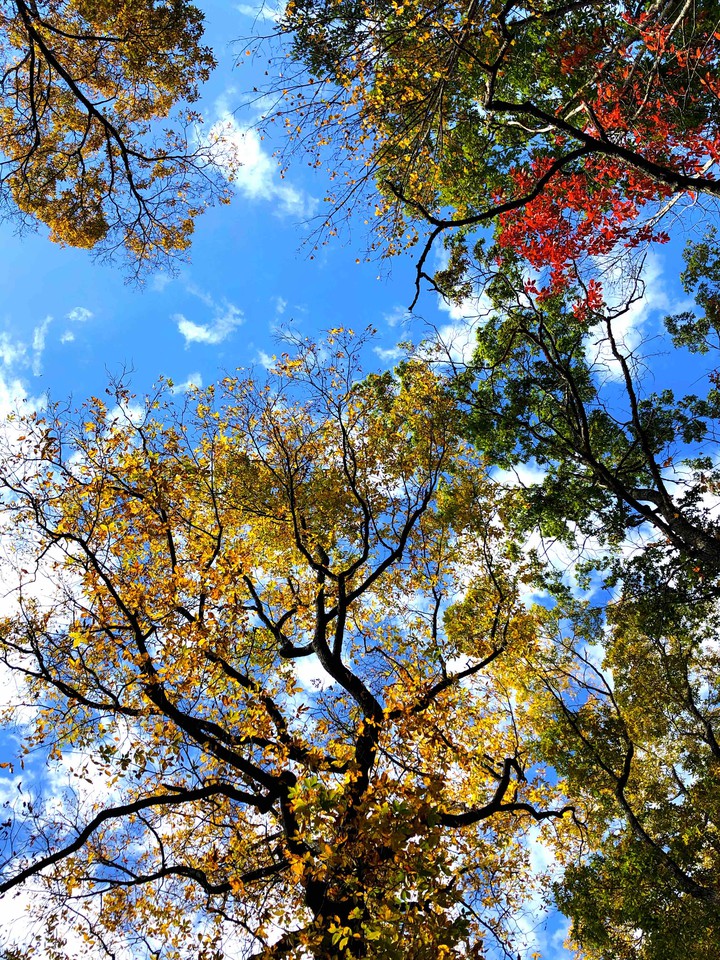Asheville trees