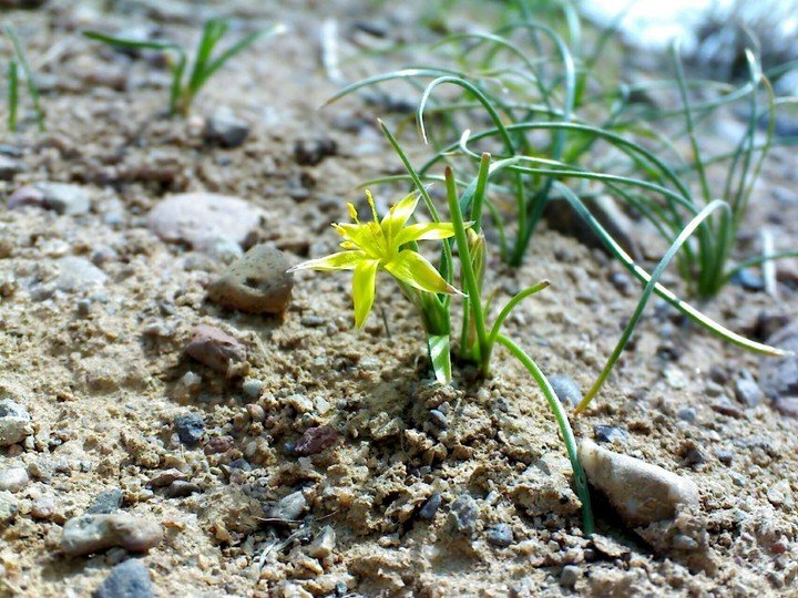 Little Yellow