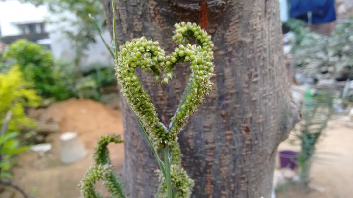 heart