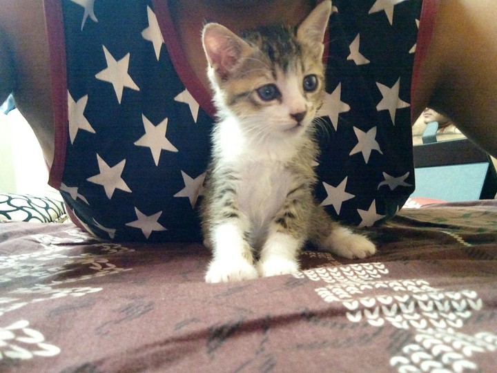 kitten