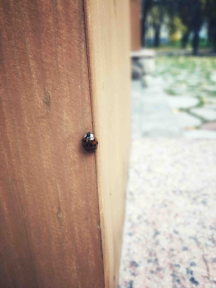 Lady bug