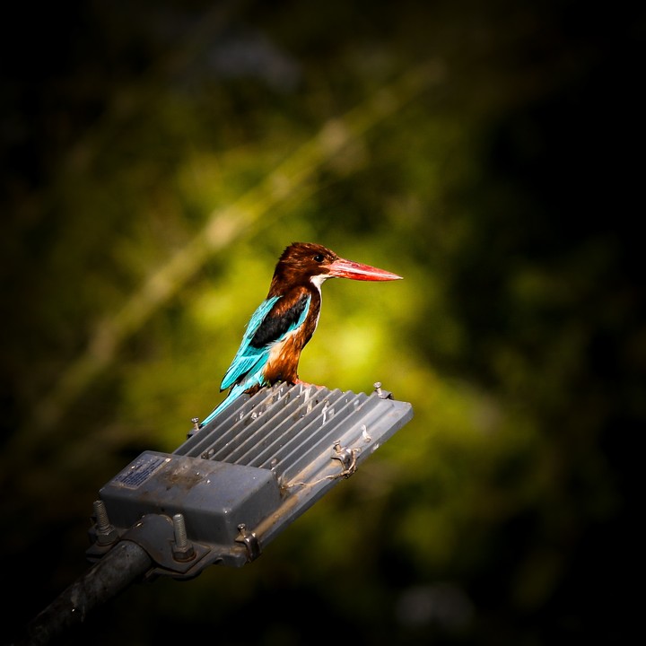 kingfisher