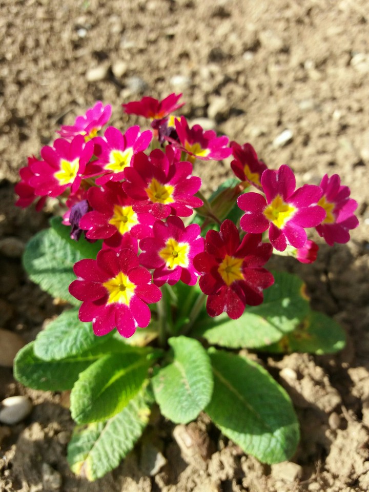 Violet