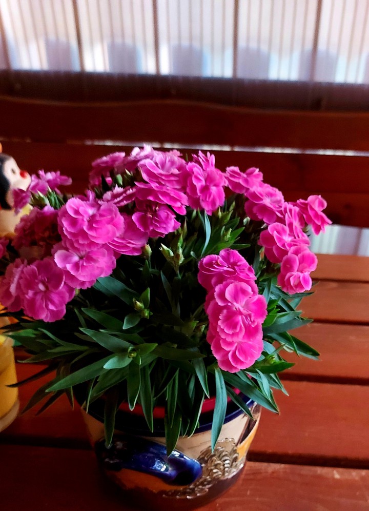 Nelken in Pink