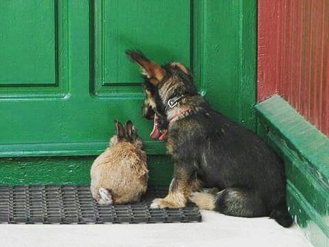 rabbit nad dog