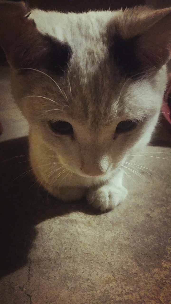 cat