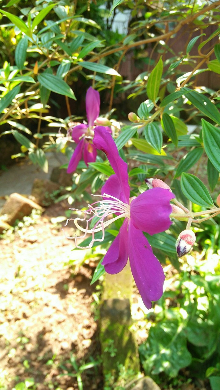 awesome flowers