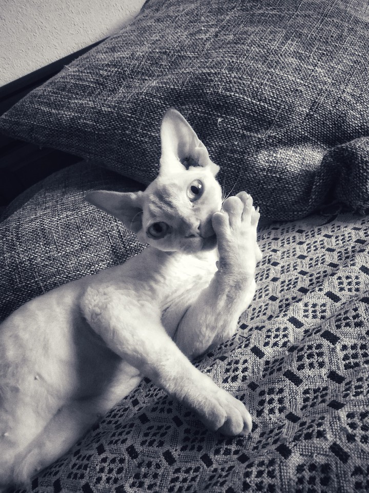 cat
