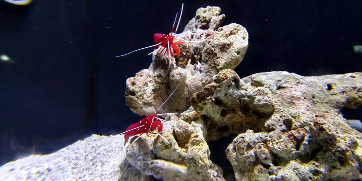 море,раки