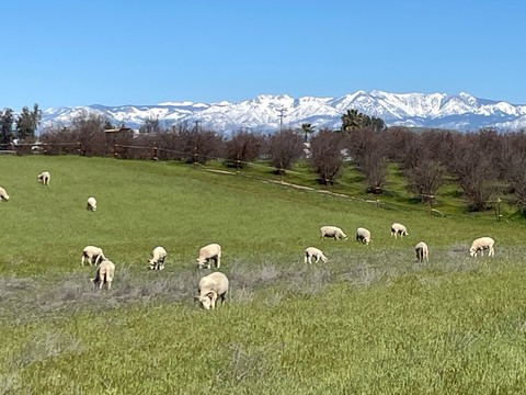 tapety grazing, hill