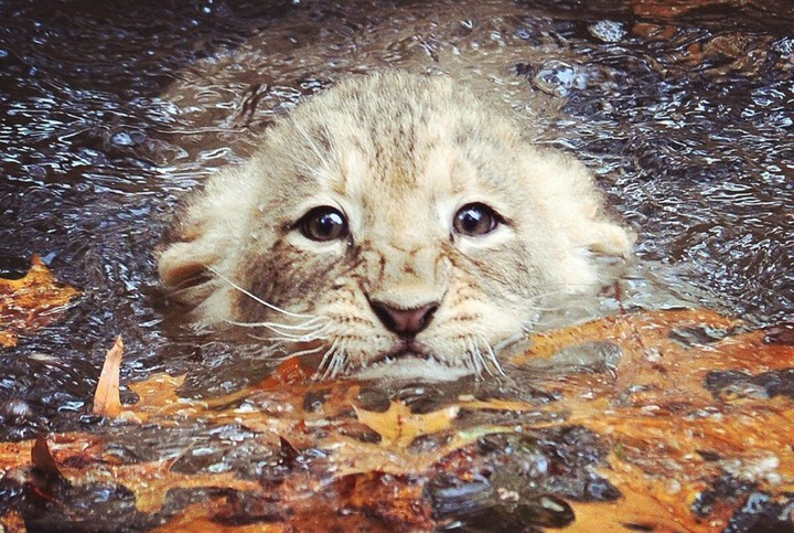lion