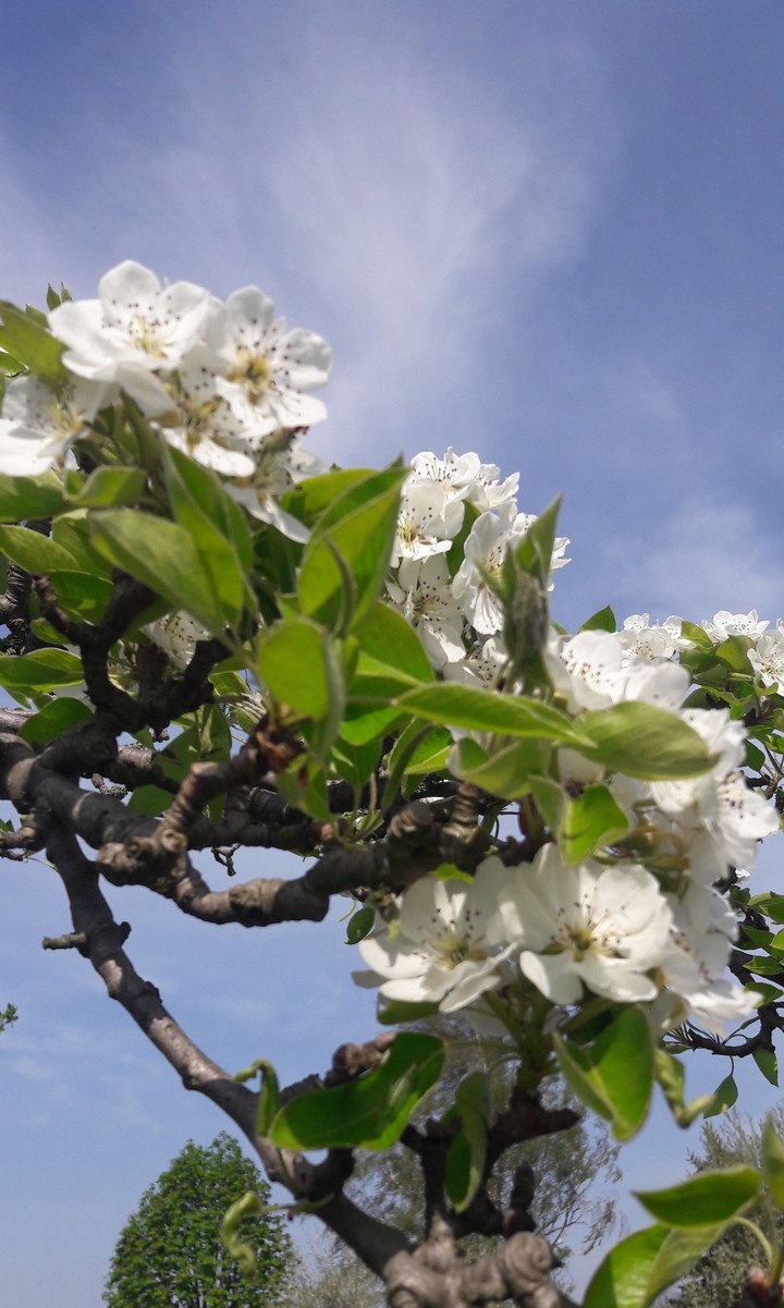 Baumblüte 5