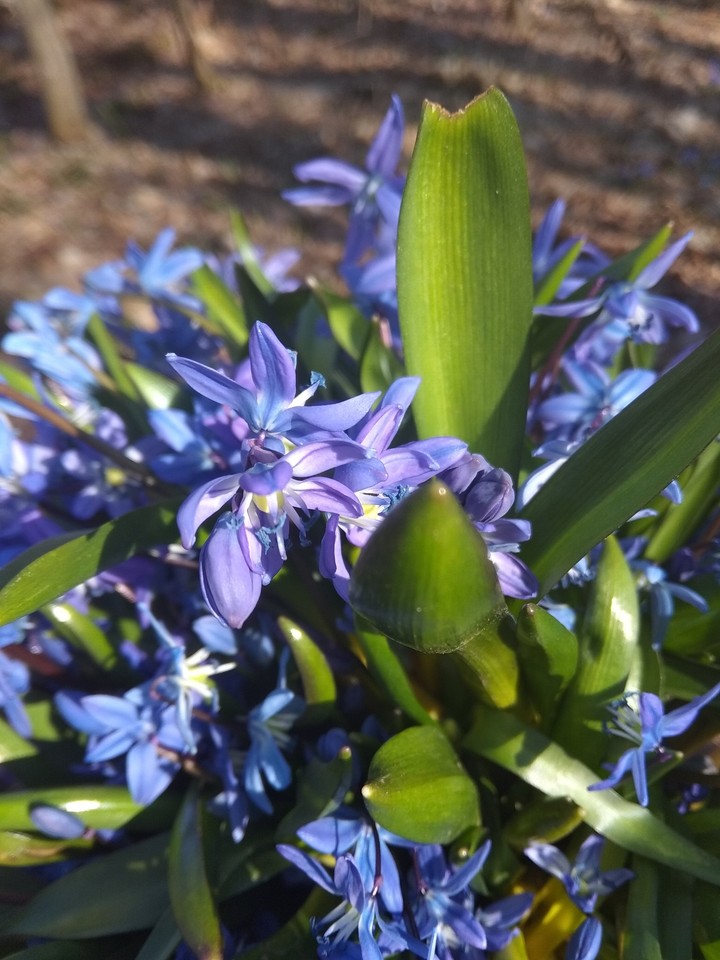 snowdrops