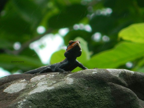 the chameleon