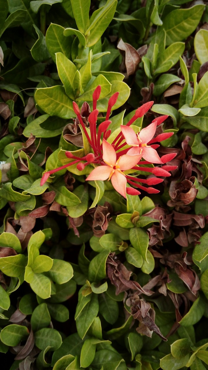 orange flowers