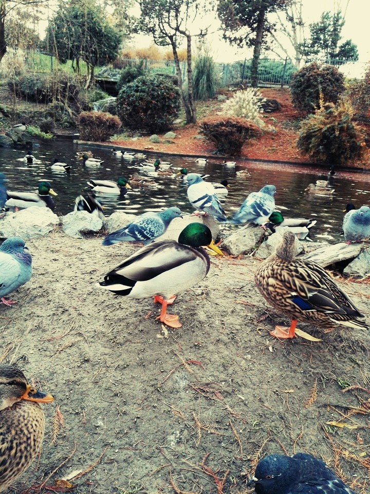 ducks and pigeons