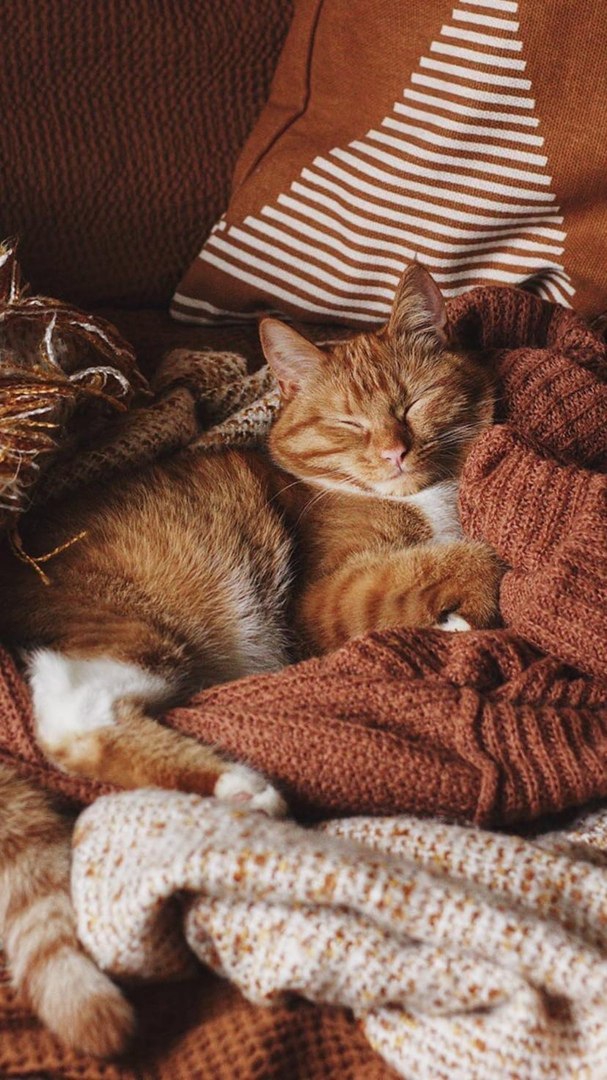so sweet kitty