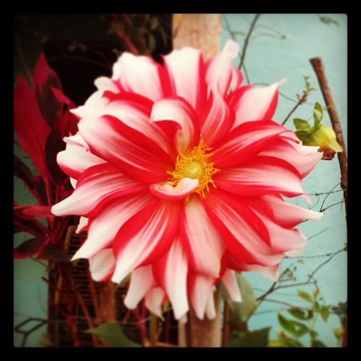 flores