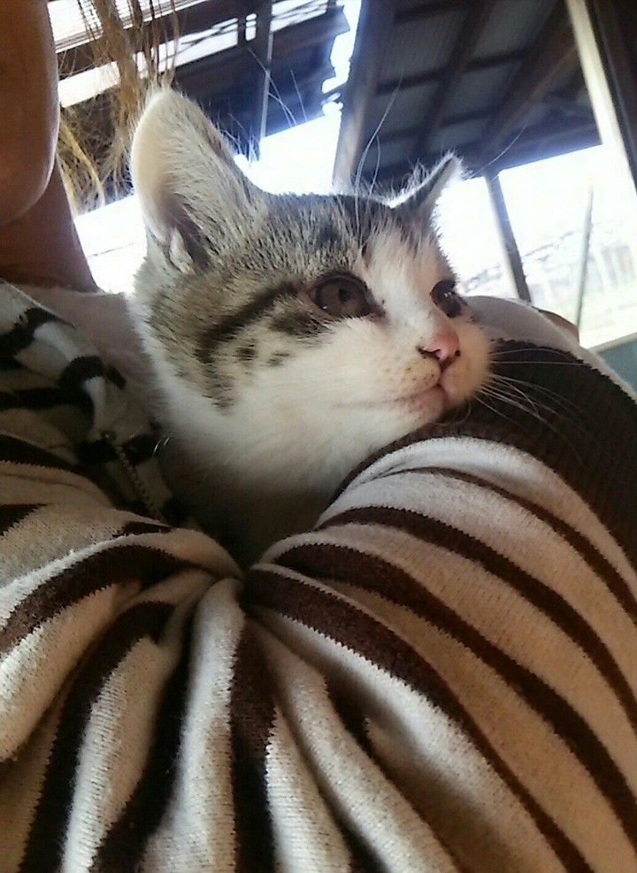 cat