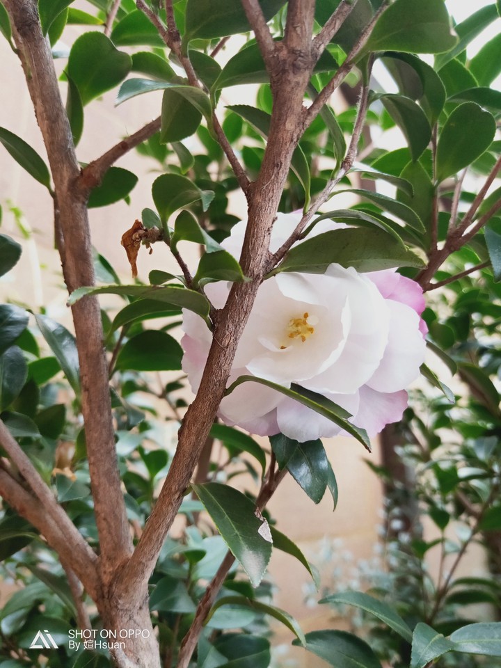 澳洲山茶花
