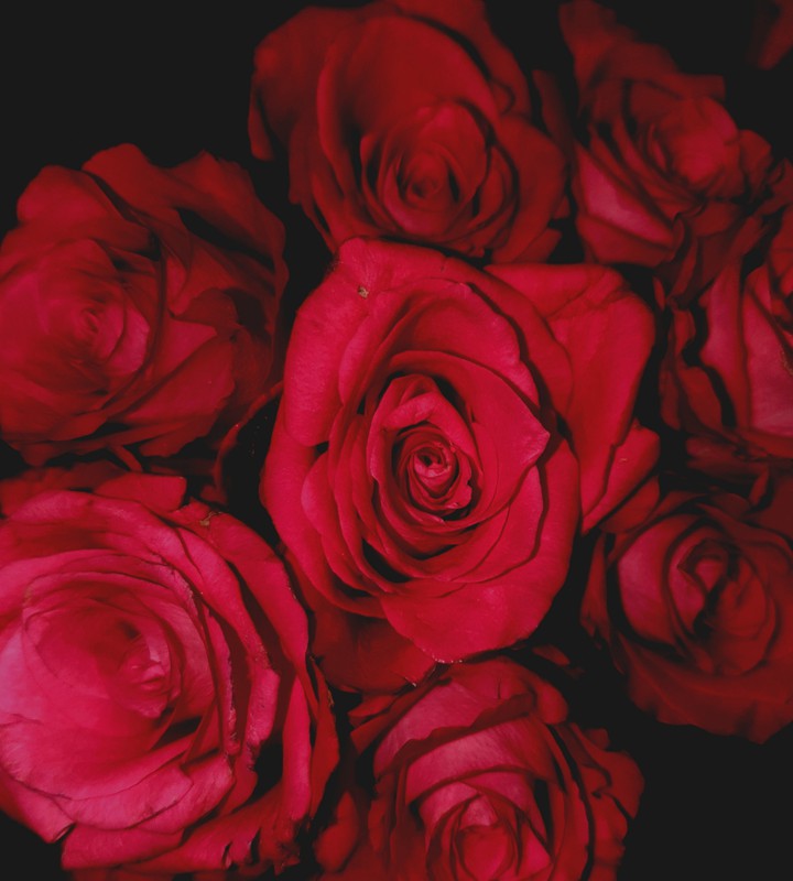 Roses are red
