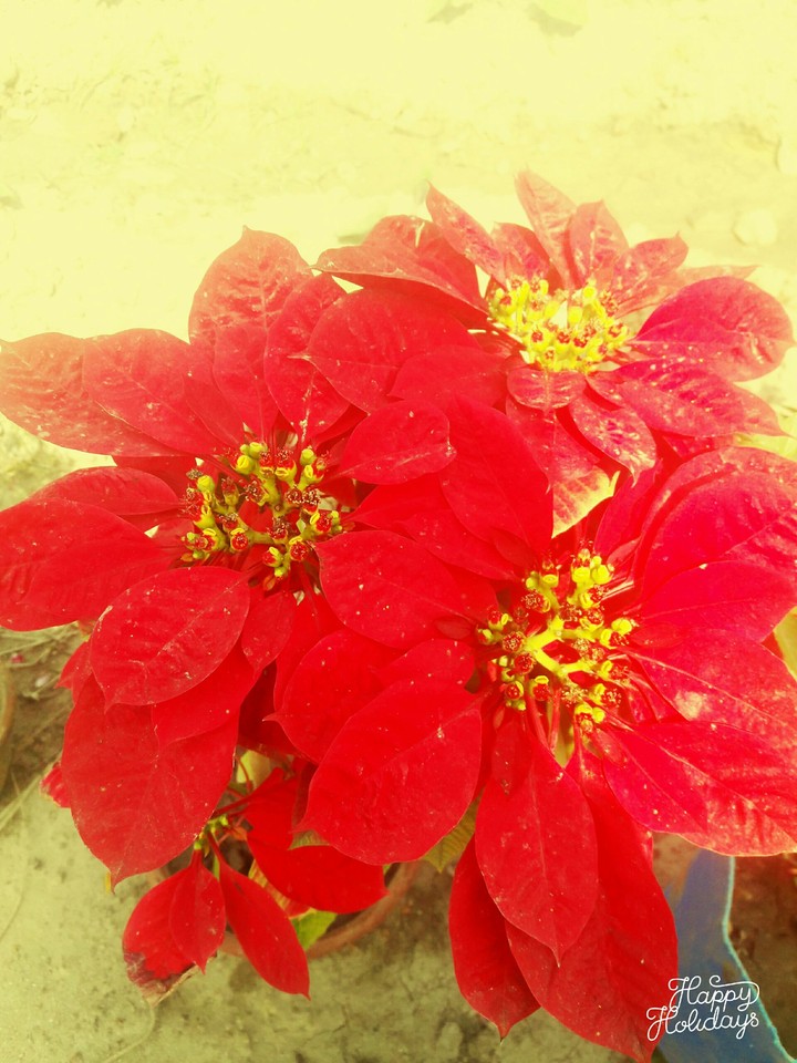 Flower