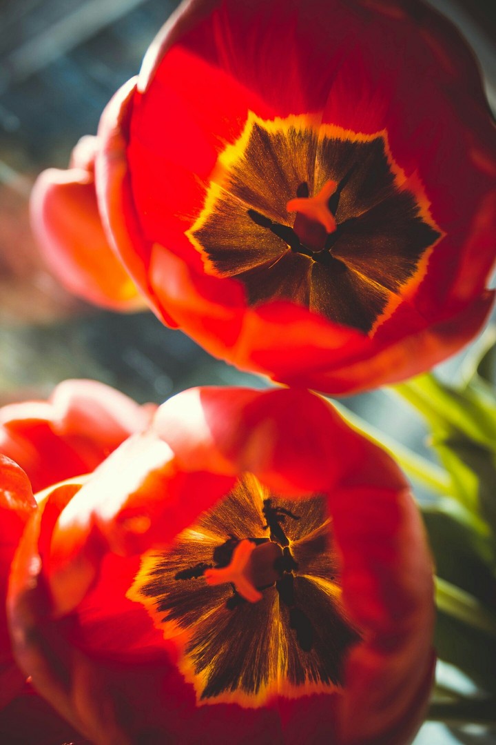 Tulip