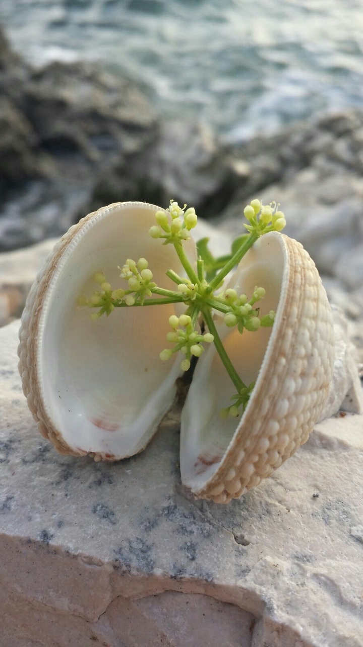 Muscheln am Strand