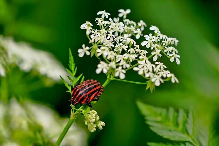 Anthriscus