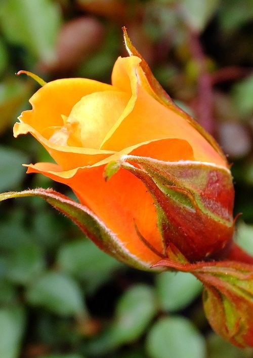 fleurs