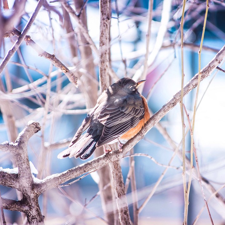 bird 