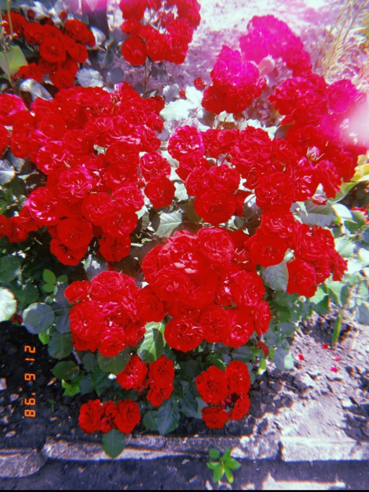 красные розы, букет цветов, лето, природа, красота