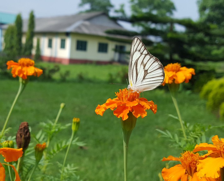butterfl6