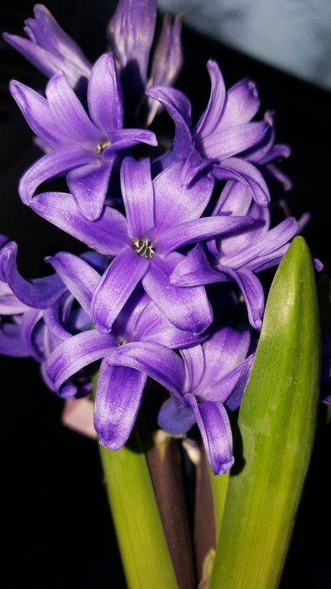 papéis de parede hyacinth, violet
