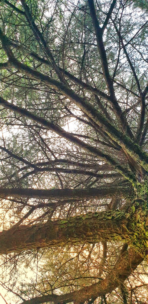 The Howard Oak Tree