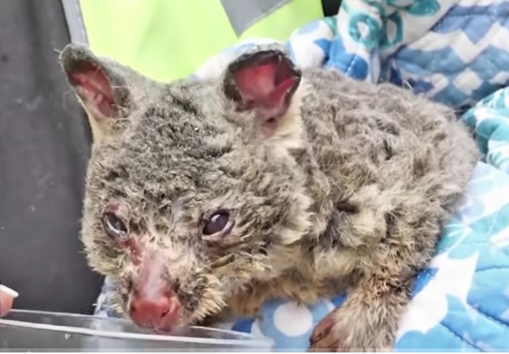 Rescued NSW Bushfires