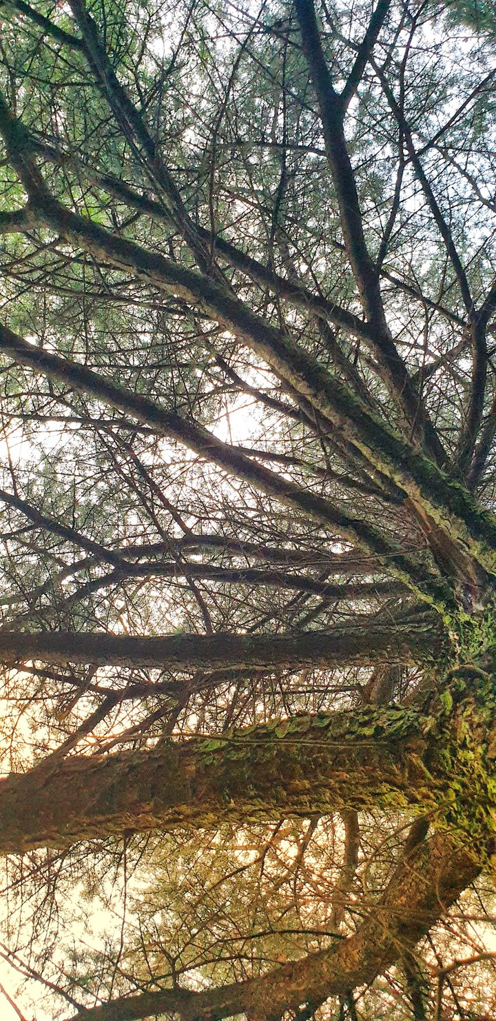 The Howard Oak Tree